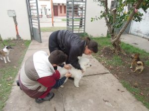 PERROS ESTIRILIZACIONES